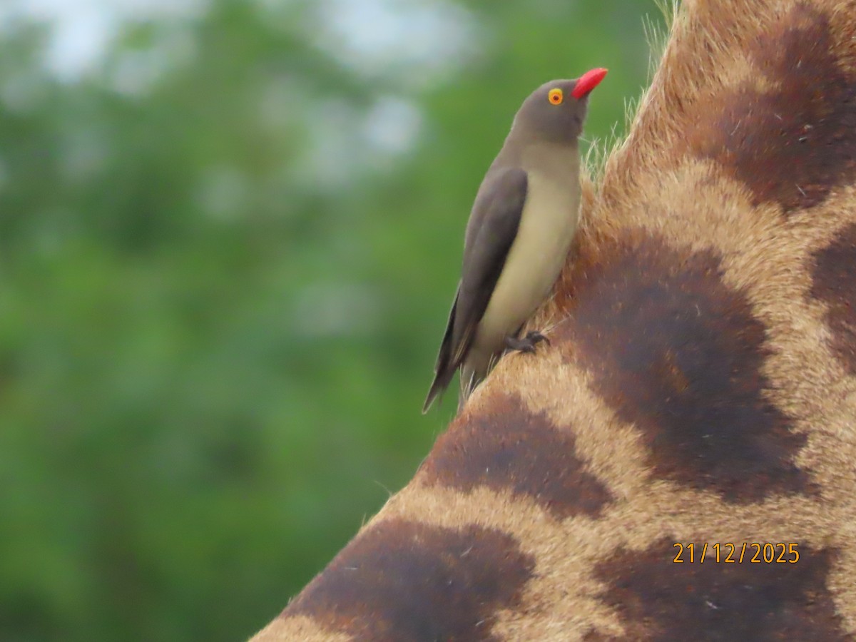 rødnebboksehakker - ML647290268