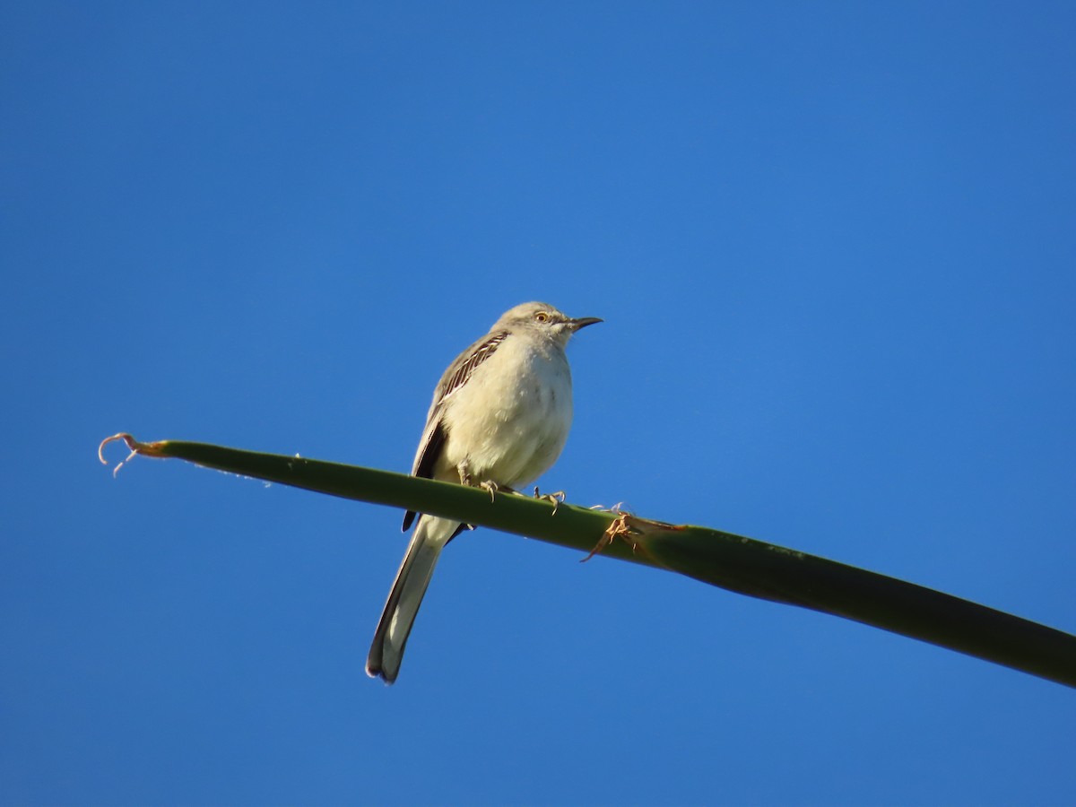 Northern Mockingbird - ML647290269
