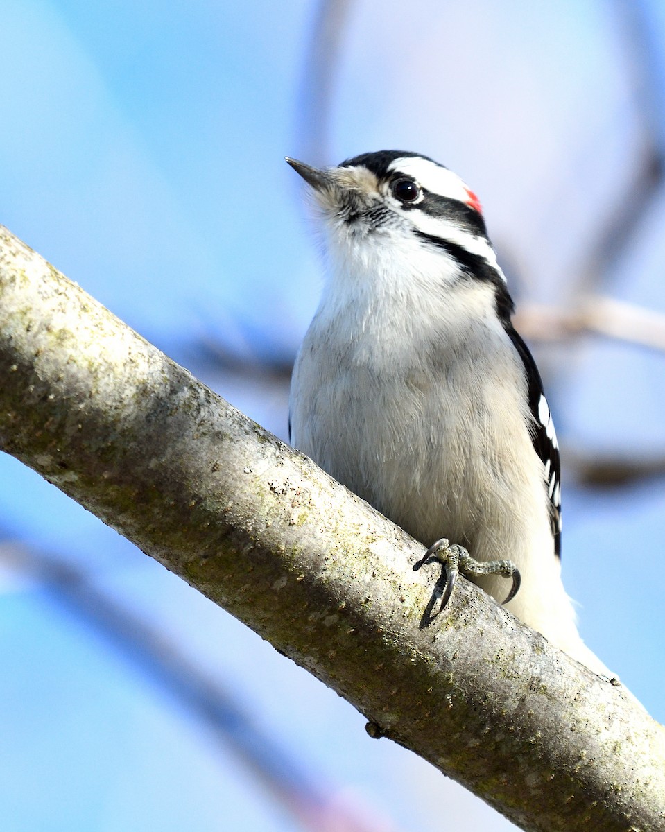 Downy Woodpecker (Eastern) - ML647290274
