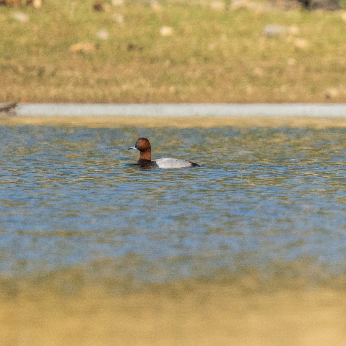 Moriglione - ML647290275