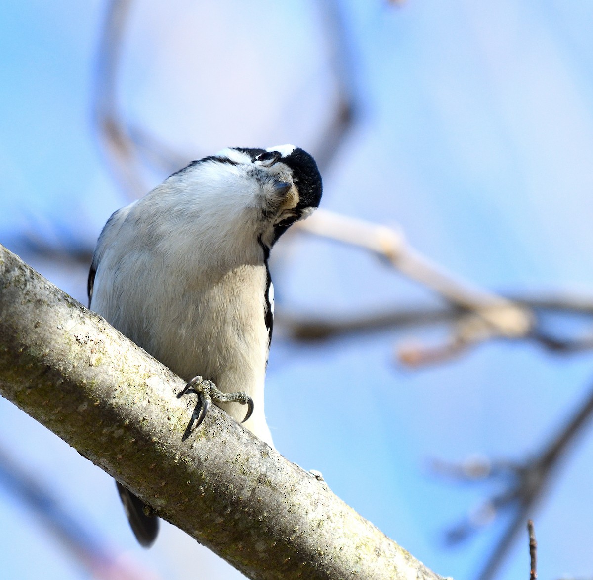 Downy Woodpecker (Eastern) - ML647290279