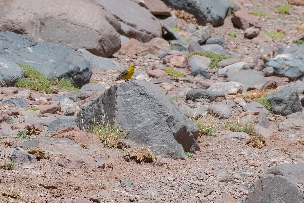 Greater Yellow-Finch - ML647290280