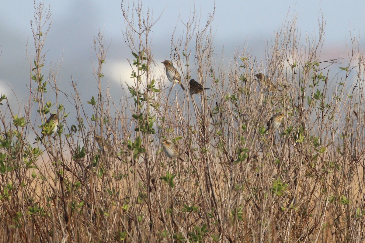 Saltmarsh Sparrow - ML647290283