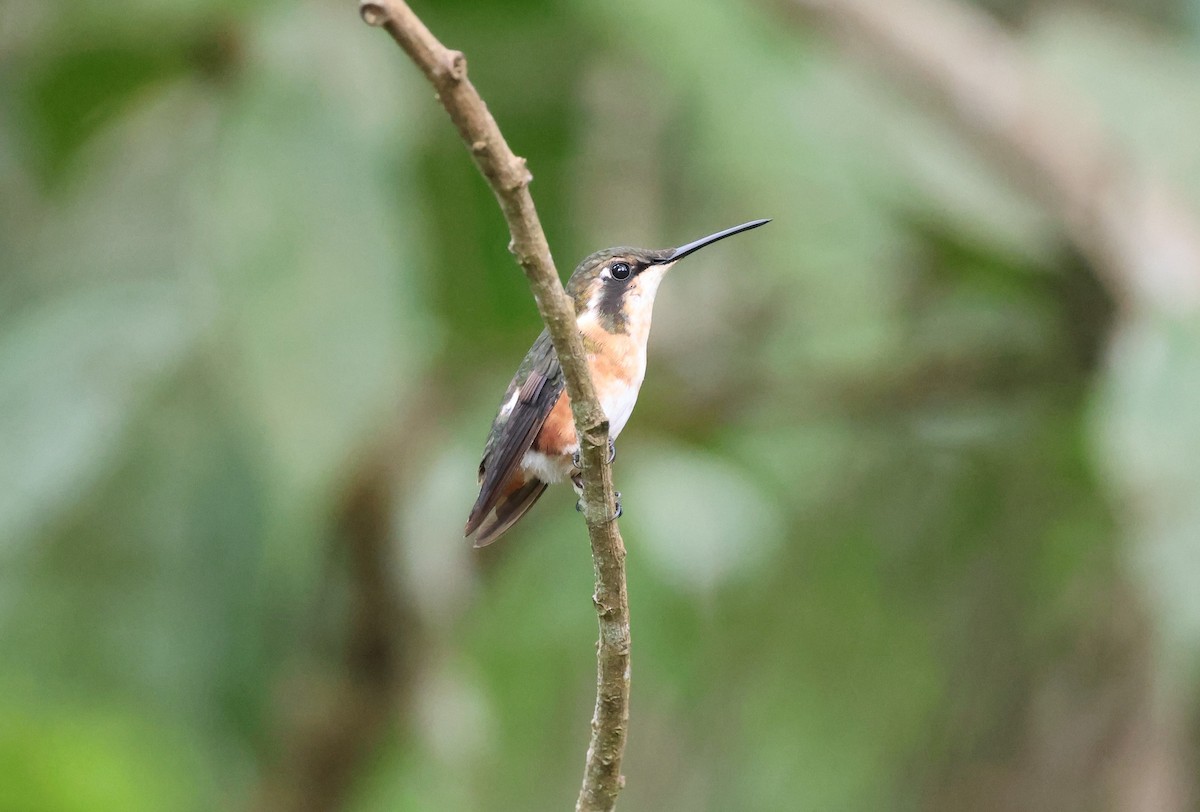 Ak Göbekli Ormanyıldızı - ML647290286