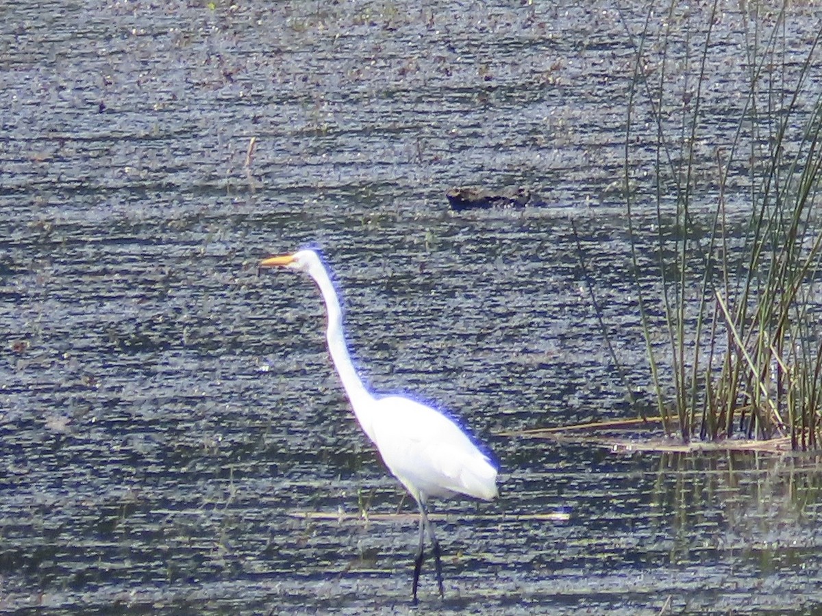 Great Egret - ML647290297
