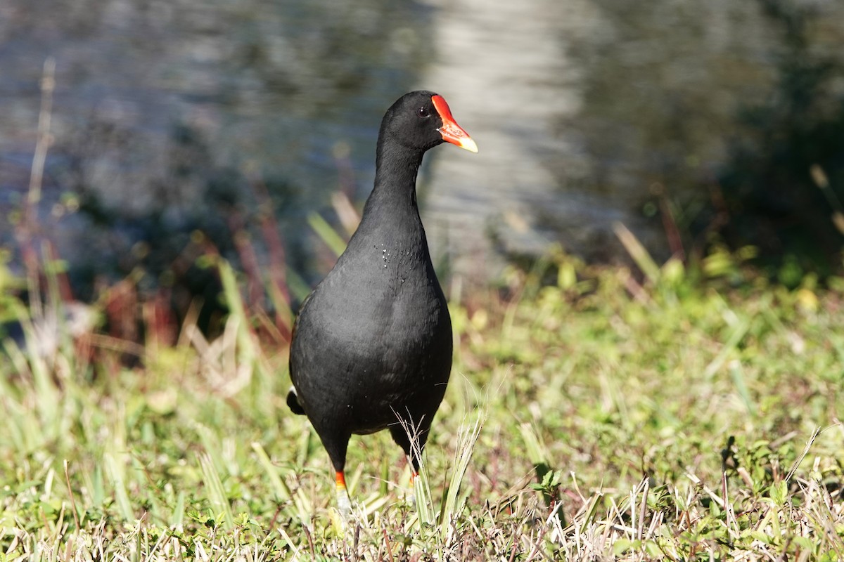 Common Gallinule - ML647290300