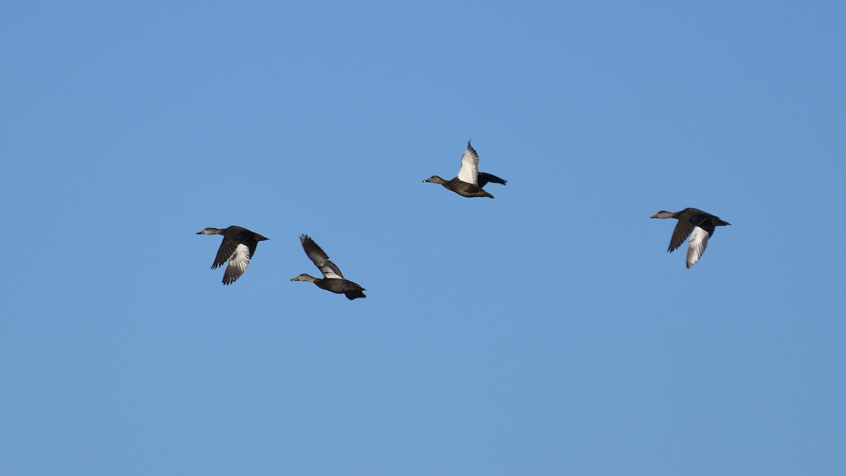 American Black Duck - ML647290302