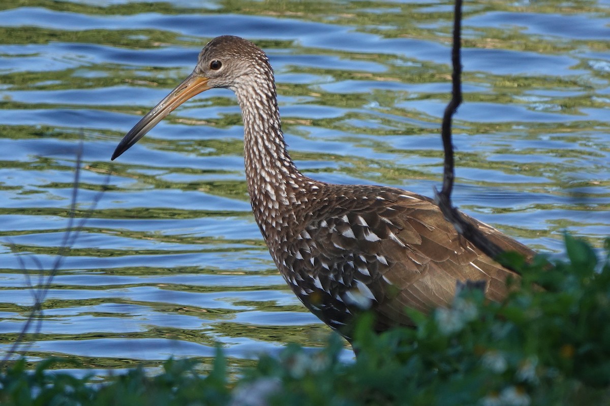 Limpkin - ML647290303