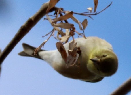 American Goldfinch - ML647290309