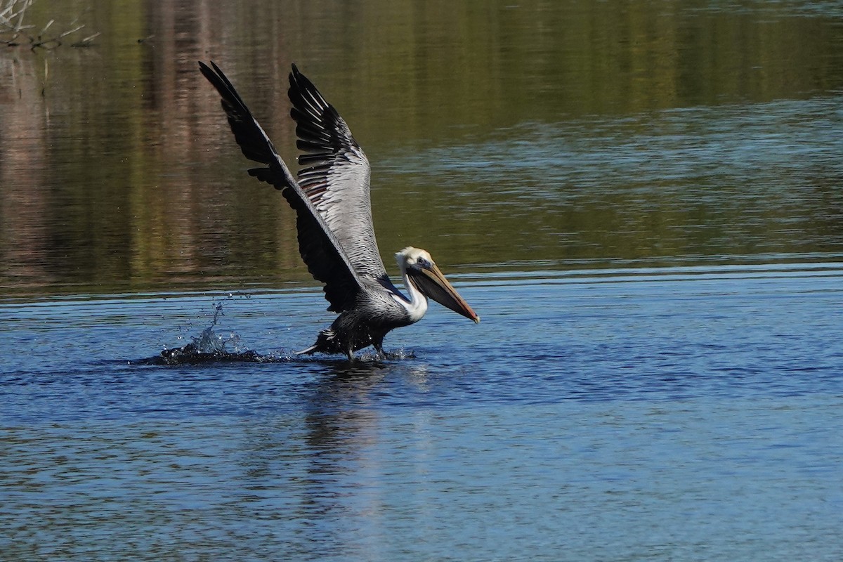 Brown Pelican - ML647290311