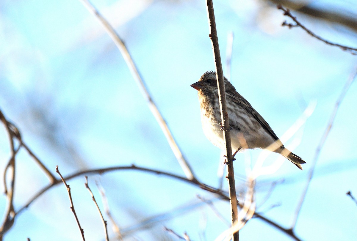 Purple Finch (Eastern) - ML647290312