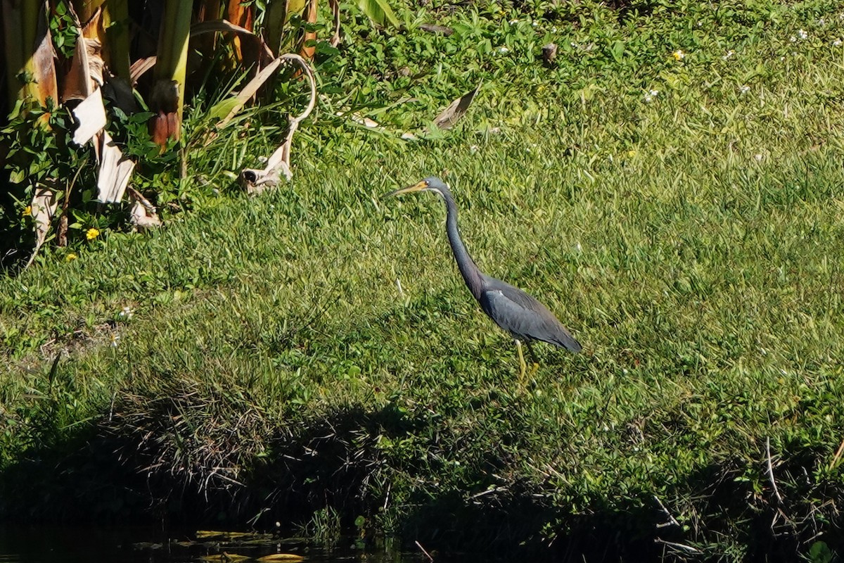 Tricolored Heron - ML647290316