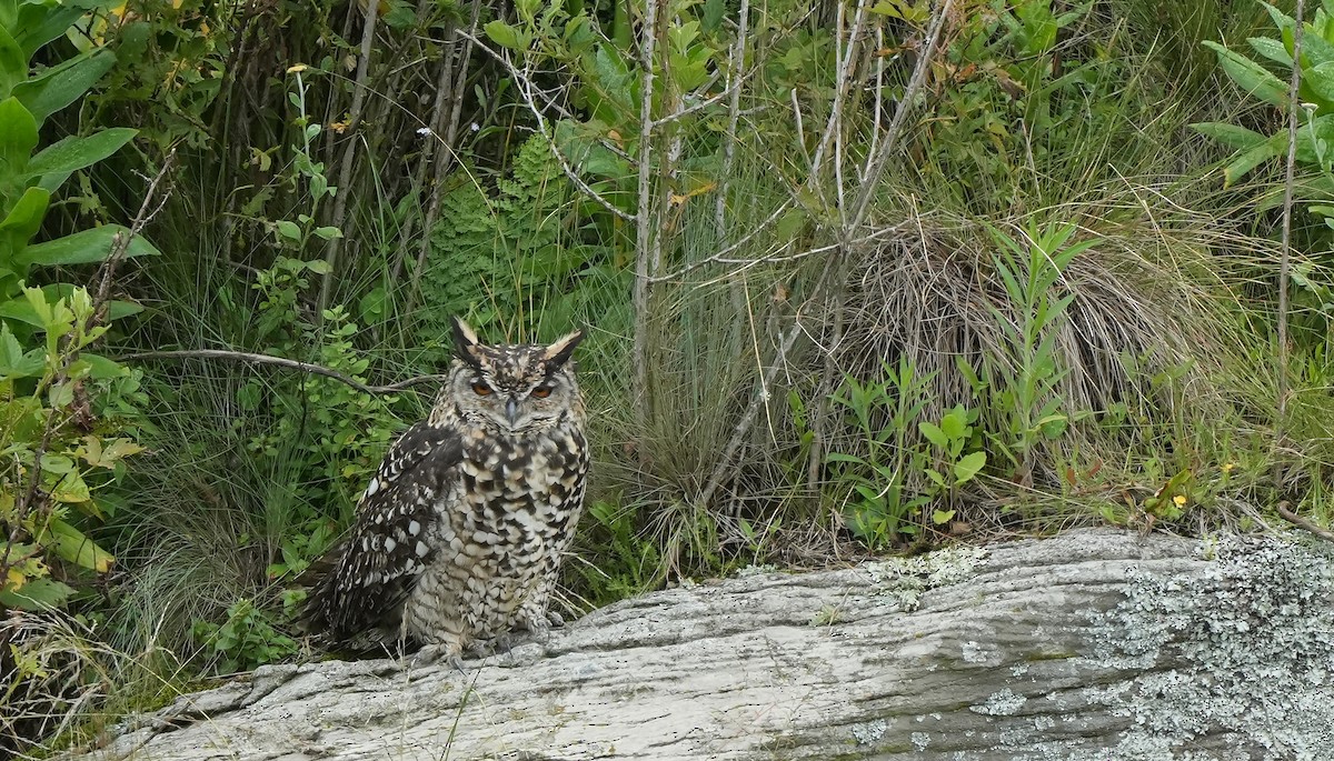 Cape Eagle-Owl - ML647290317