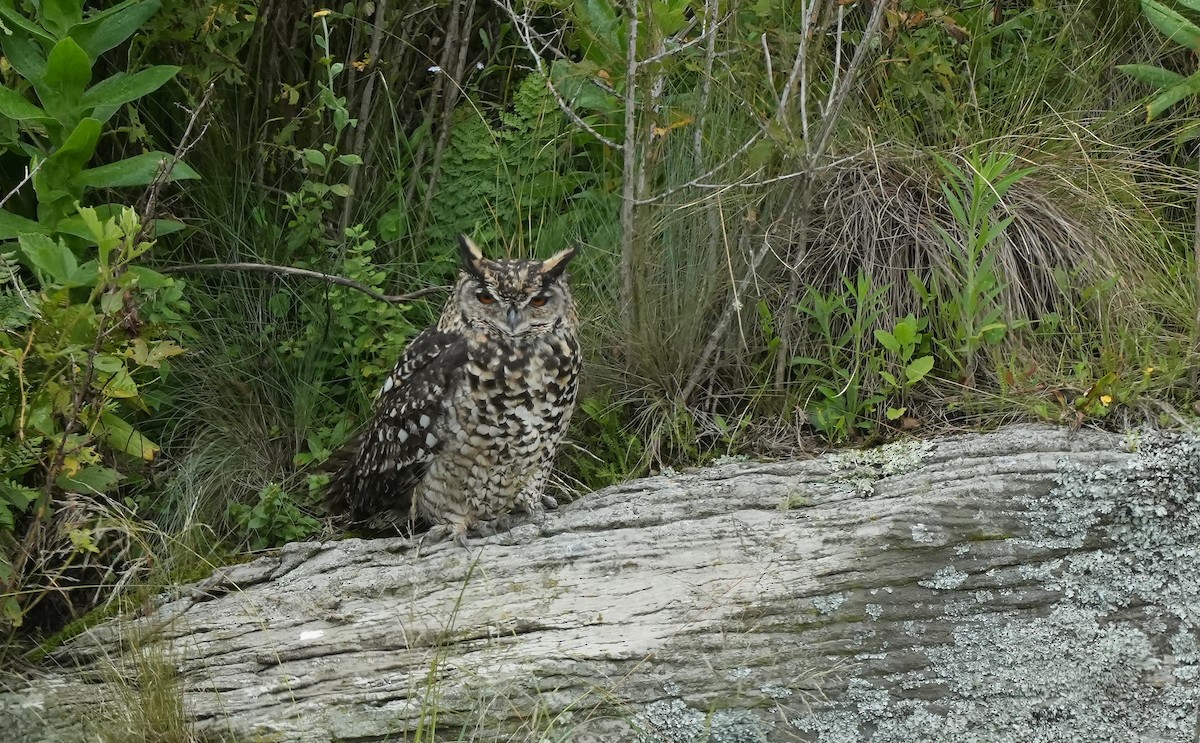 Cape Eagle-Owl - ML647290318