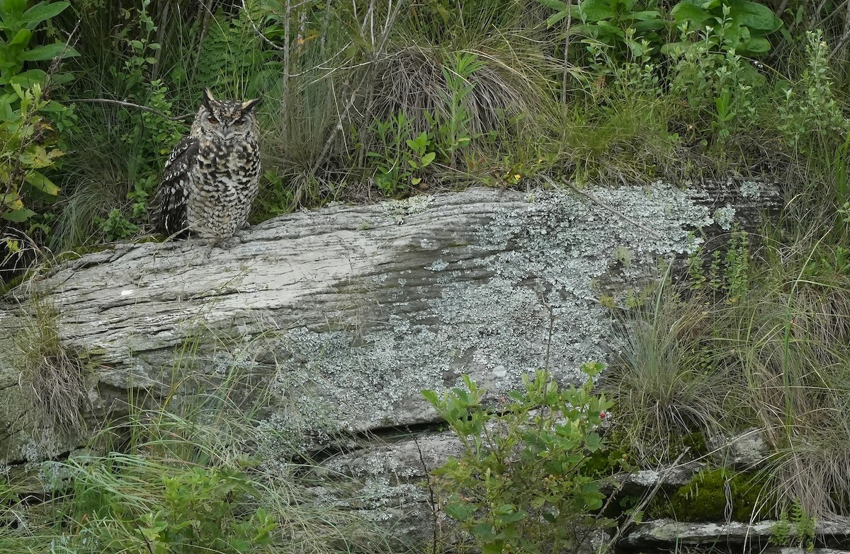 Cape Eagle-Owl - ML647290319