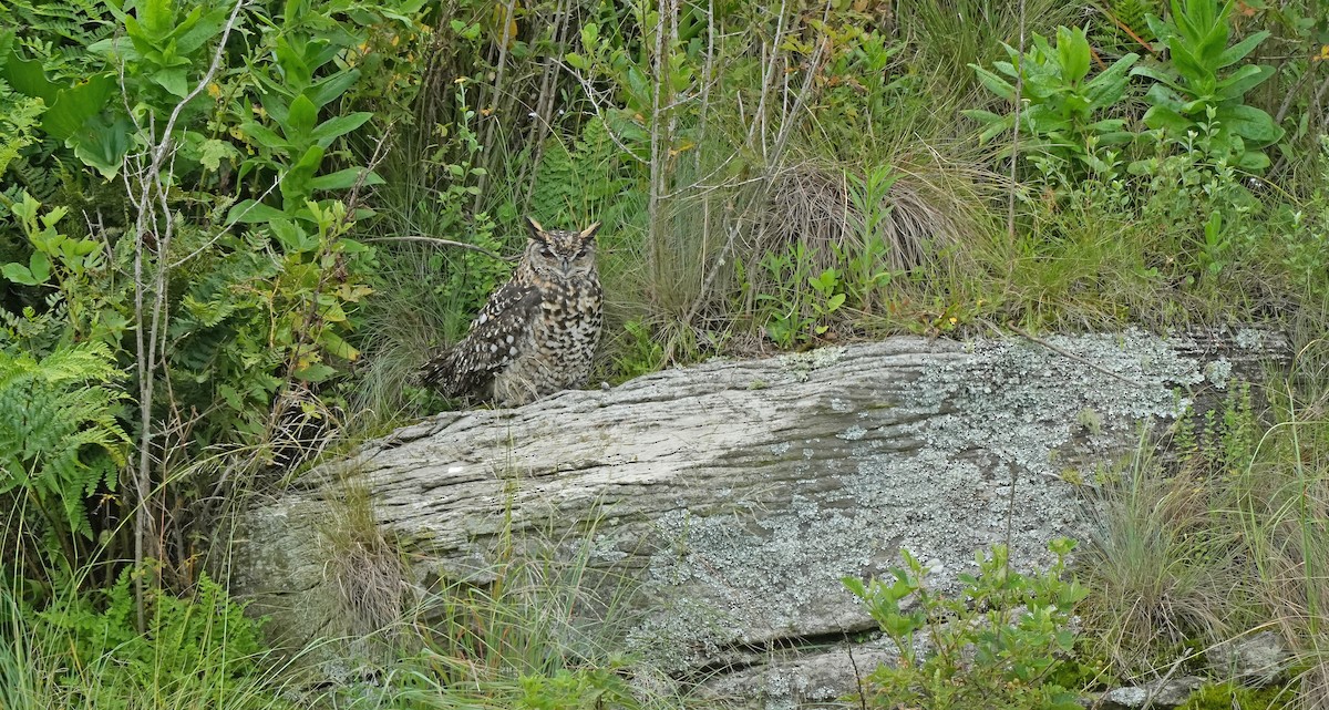 Cape Eagle-Owl - ML647290320