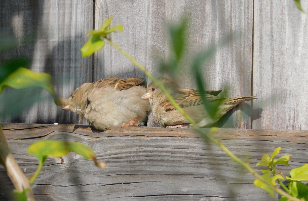 House Sparrow - ML647290321