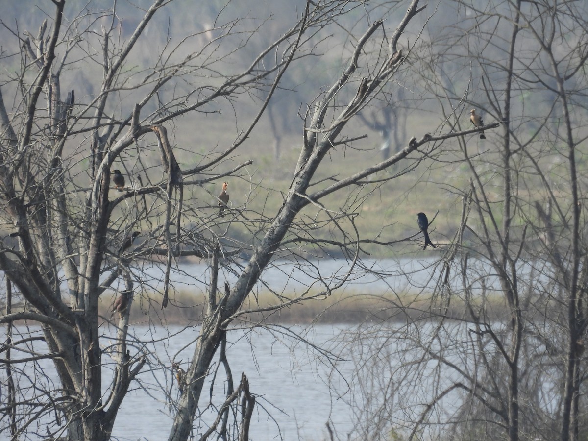 dudek chocholatý - ML647290330