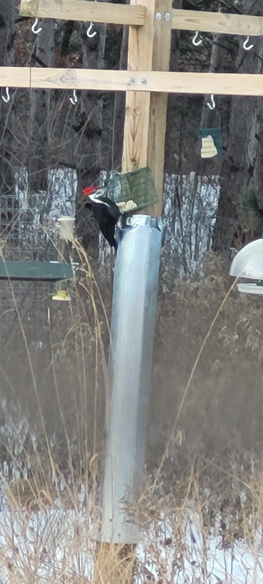 Pileated Woodpecker - ML647290341