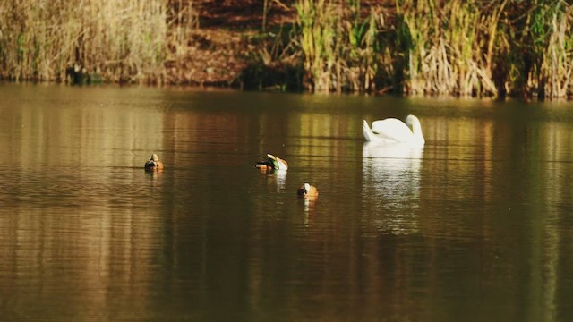 husice rezavá - ML647290343