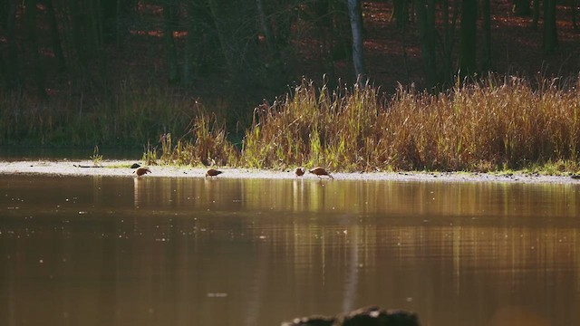 husice rezavá - ML647290344