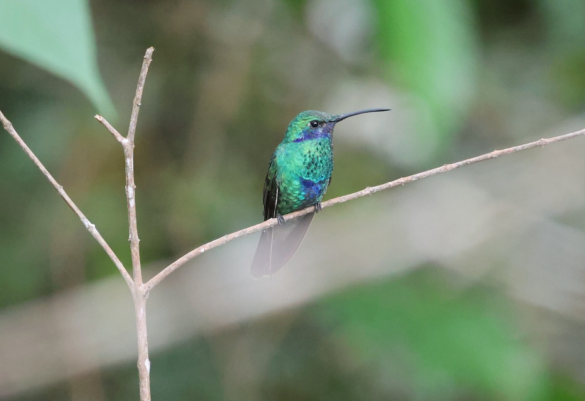 Колібрі синьочеревий - ML647290350