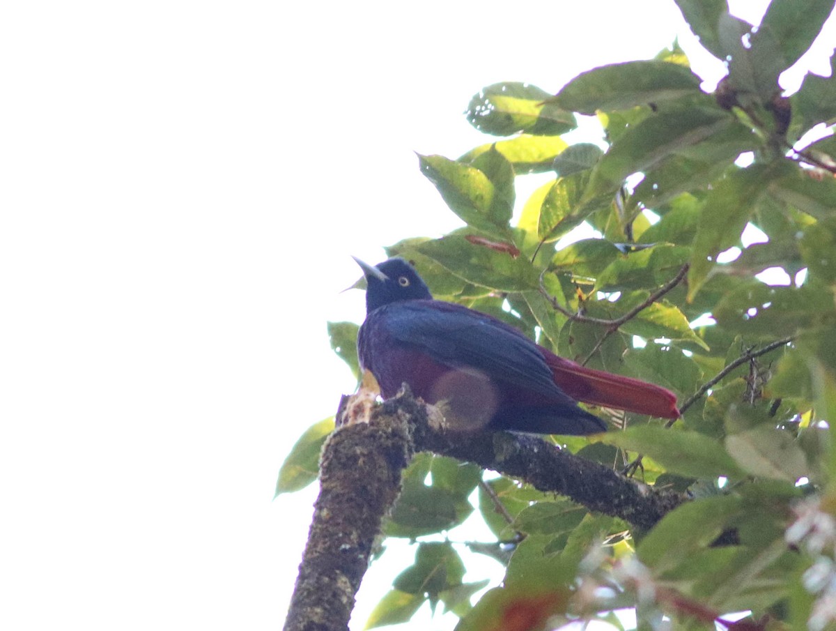 Maroon Oriole - ML647290352