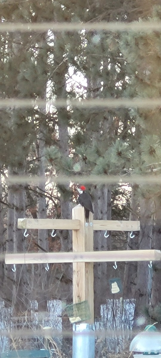 Pileated Woodpecker - ML647290353