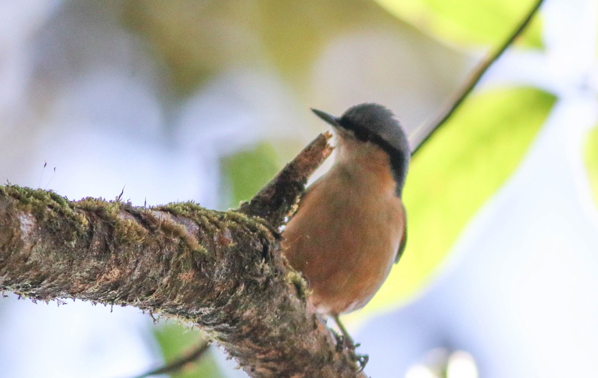 Повзик гімалайський - ML647290356