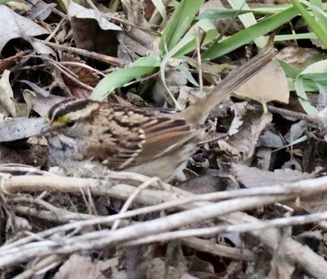 ノドジロシトド - ML647290357