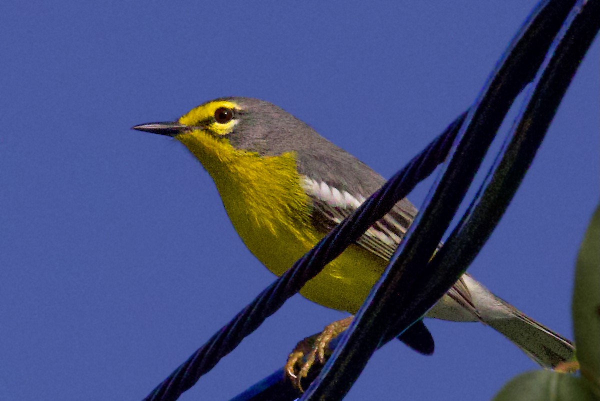 キバラアメリカムシクイ - ML647290358