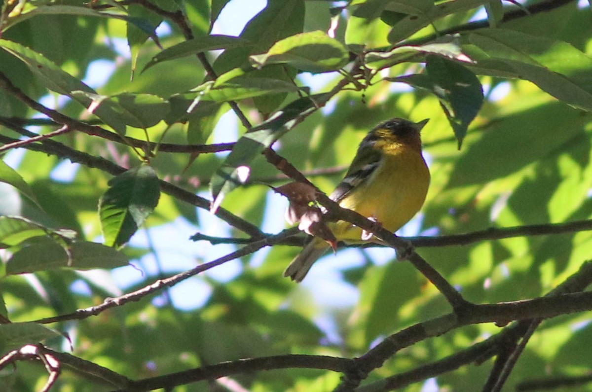 クリノドモズチメドリ - ML647290361