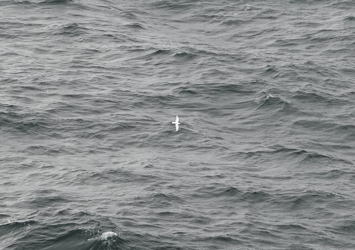 ユキドリ - ML647290362