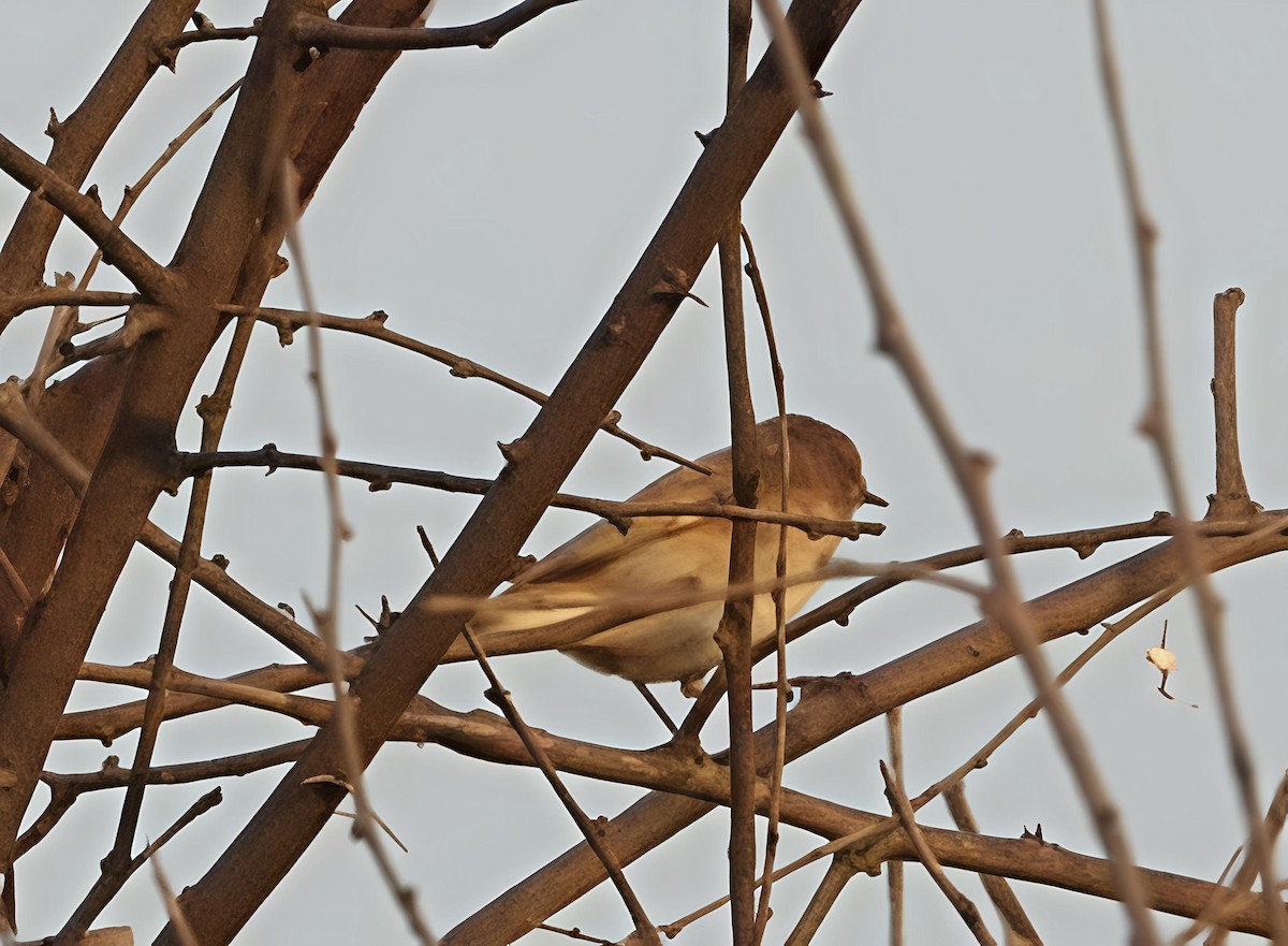 インドハッカ - ML647290363