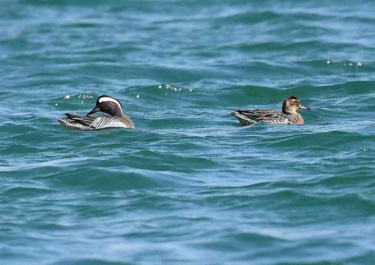 シマアジ - ML647290365