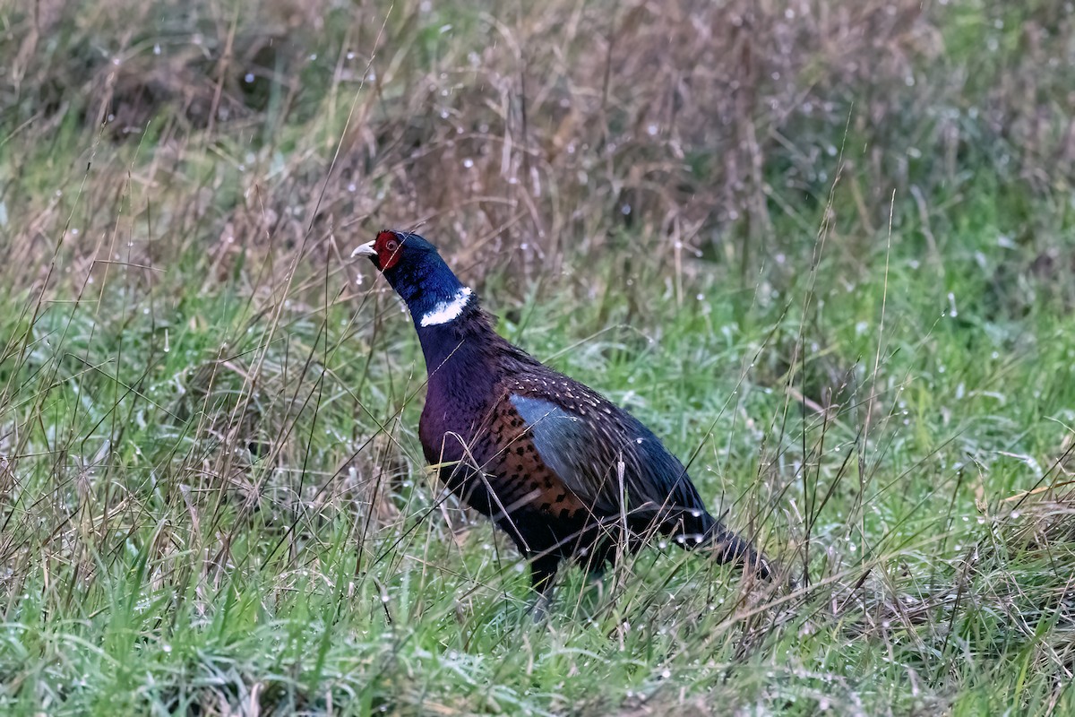 コウライキジ - ML647290367