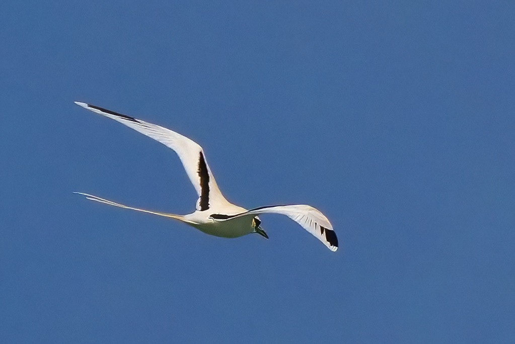 シラオネッタイチョウ（dorotheae） - ML647290368