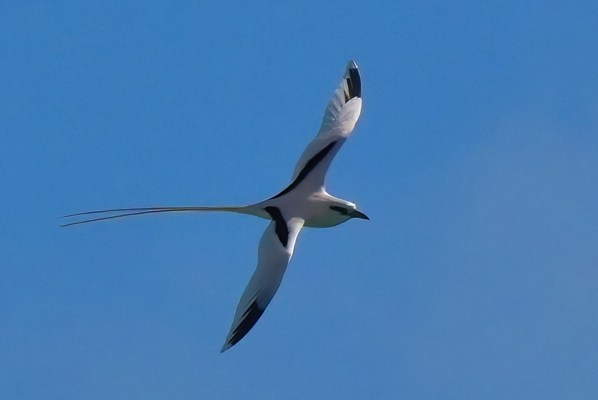 シラオネッタイチョウ（dorotheae） - ML647290369