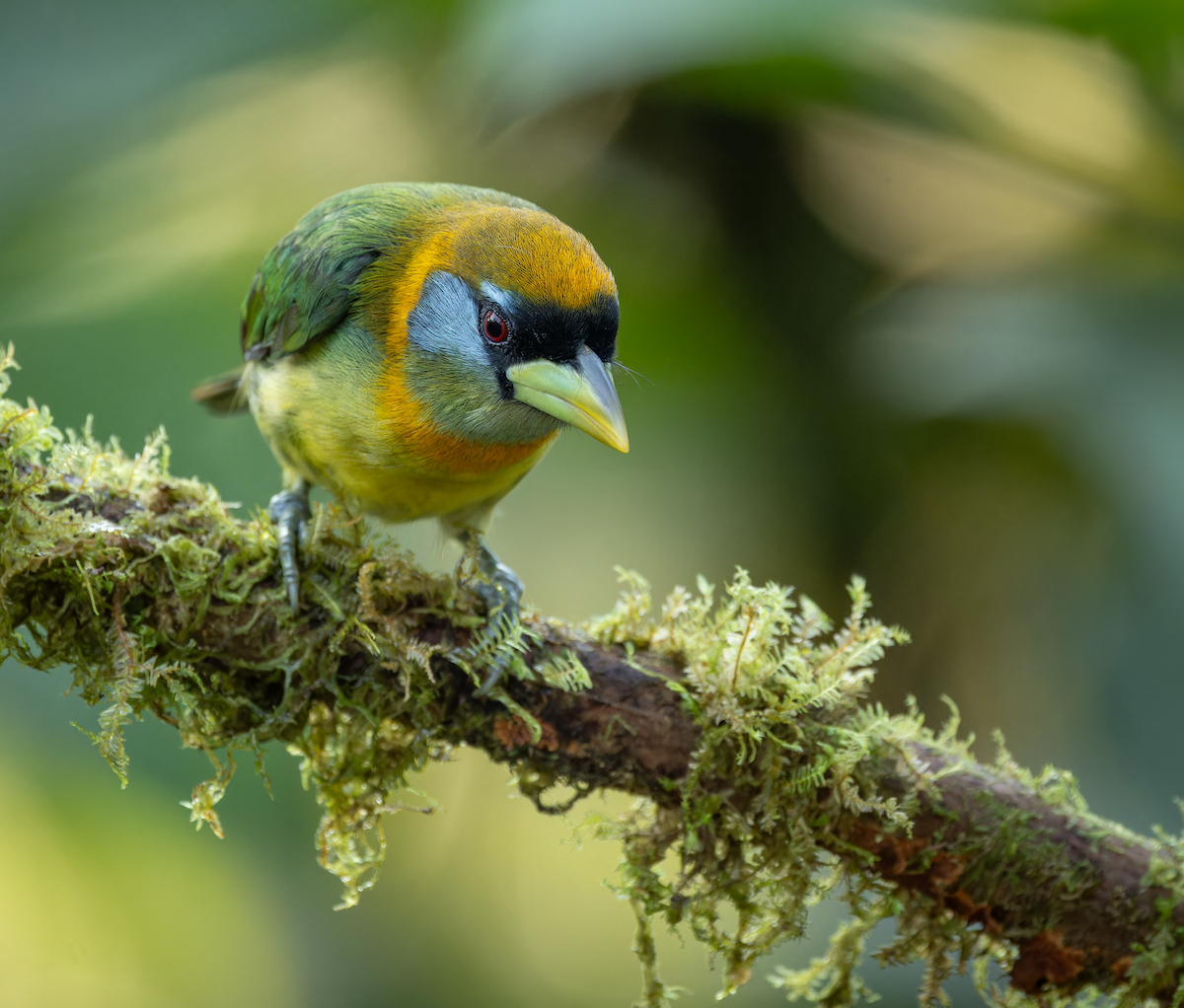 ズアカゴシキドリ - ML647290371