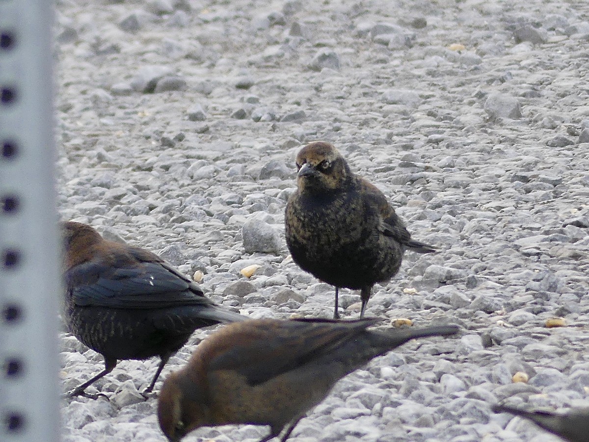 クロムクドリモドキ - ML647290372