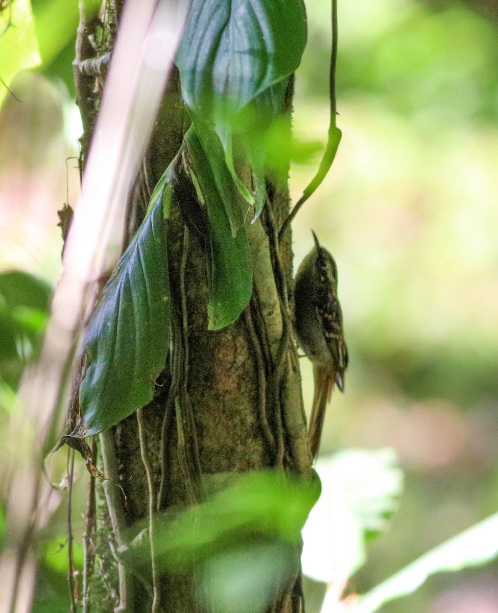 ワキアカキバシリ - ML647290385