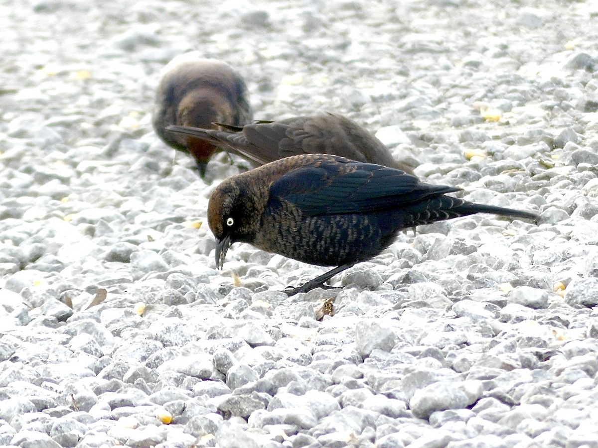 クロムクドリモドキ - ML647290386