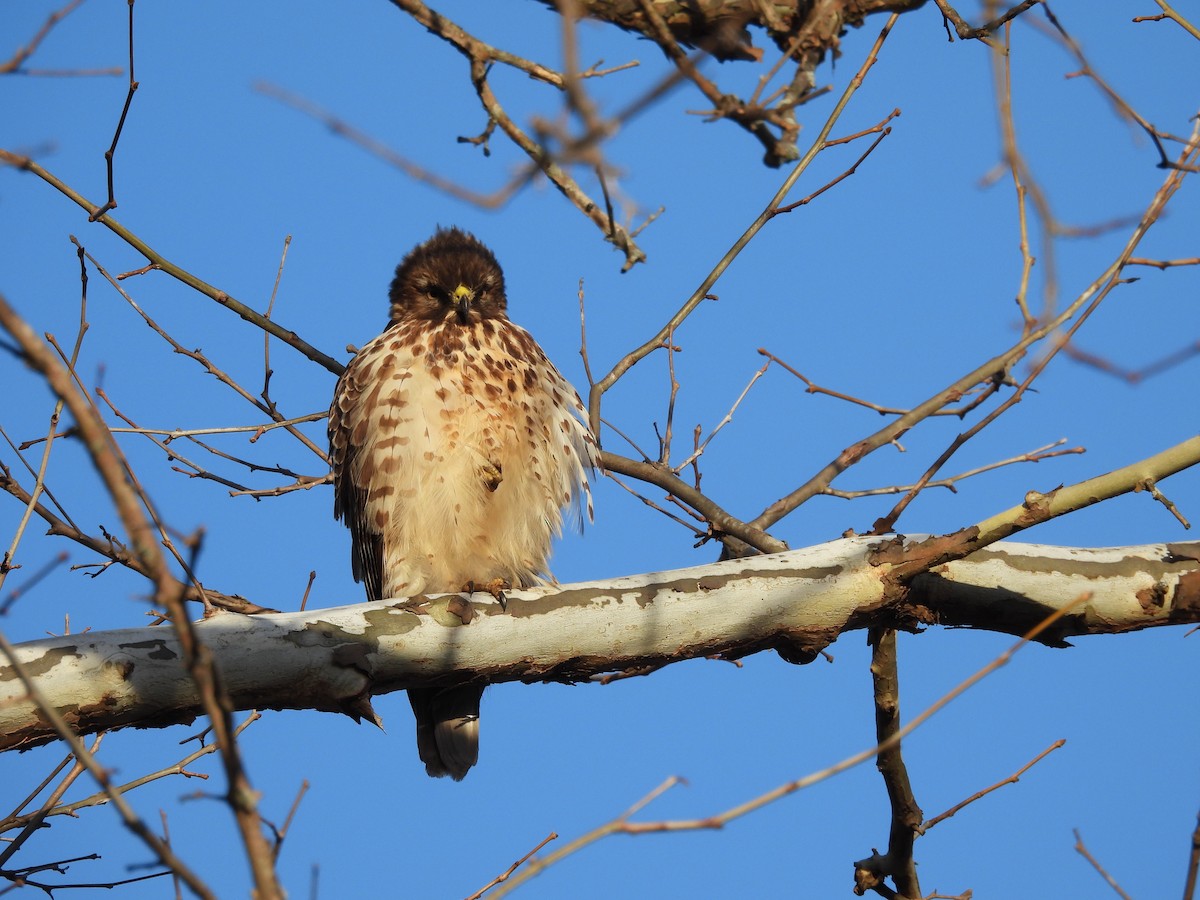 カタアカノスリ - ML647290388