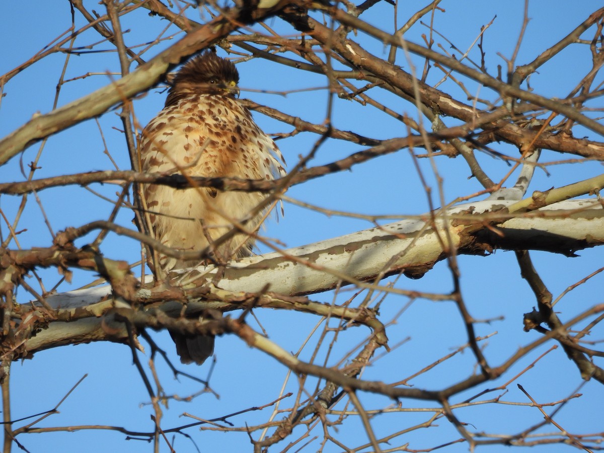 カタアカノスリ - ML647290389