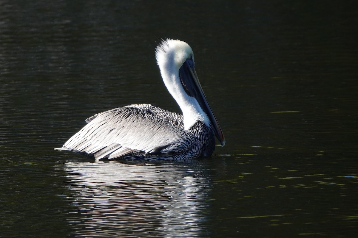 カッショクペリカン - ML647290392