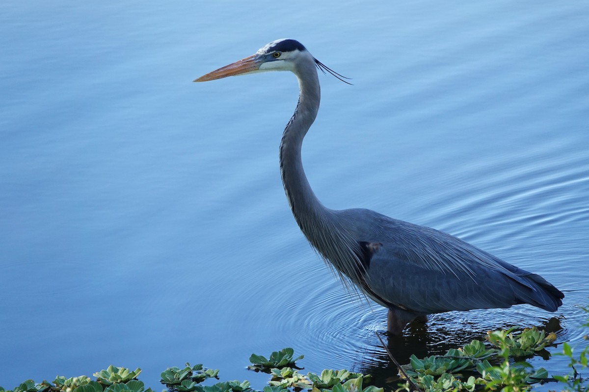 オオアオサギ - ML647290396