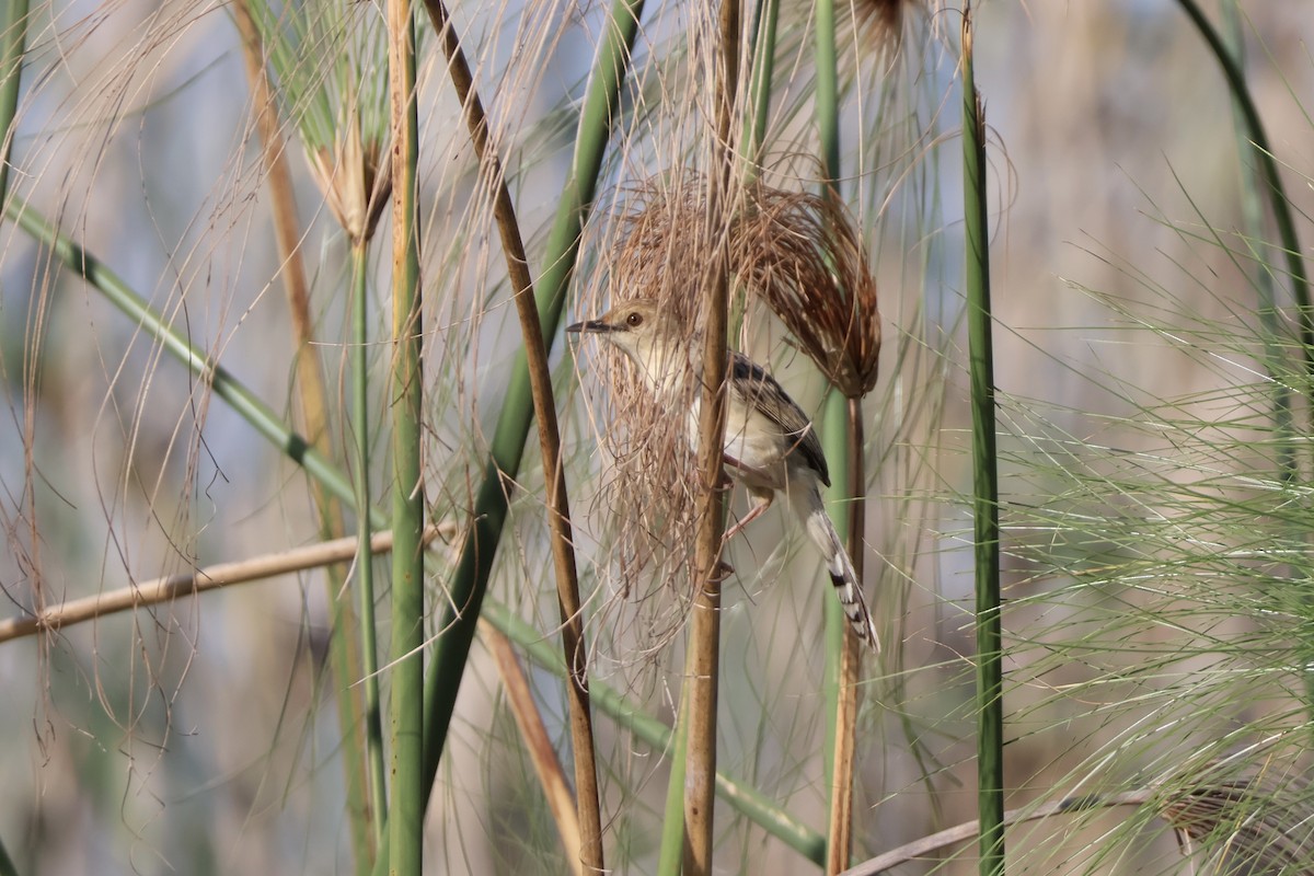 アフリカセッカ - ML647290398