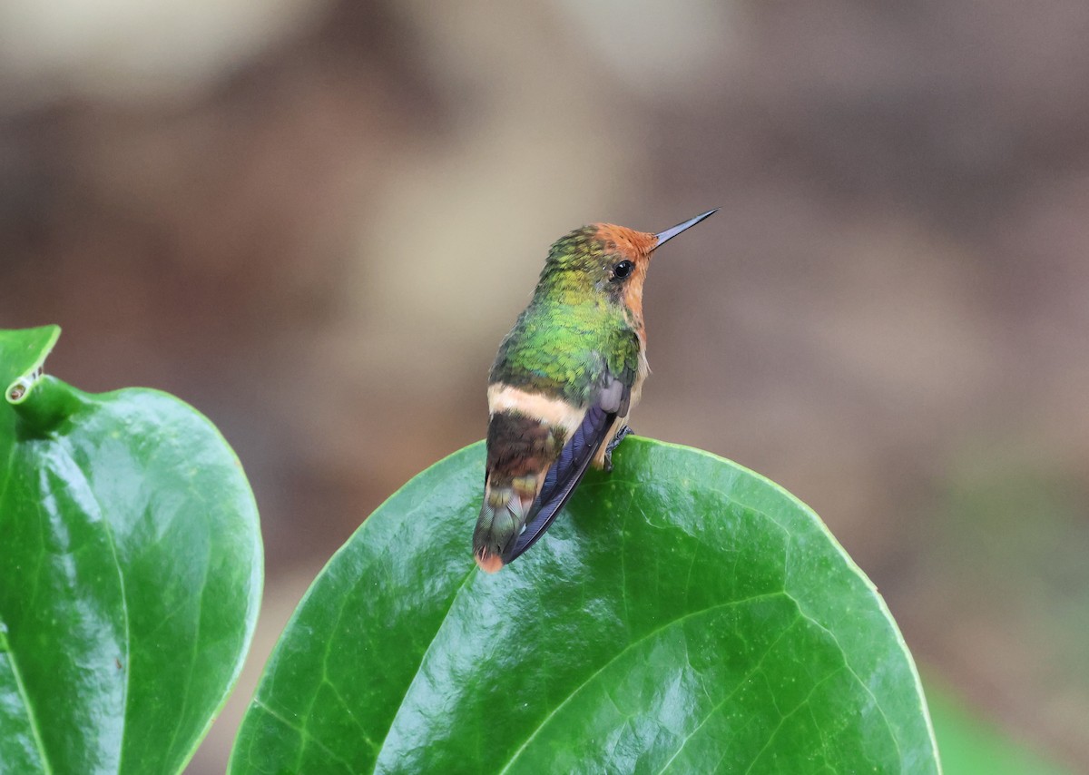 チャカザリハチドリ - ML647290400