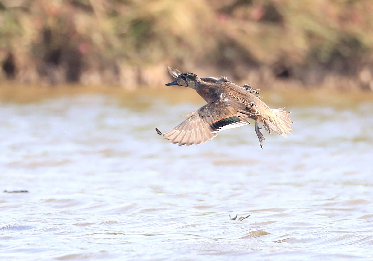 トモエガモ - ML647290401