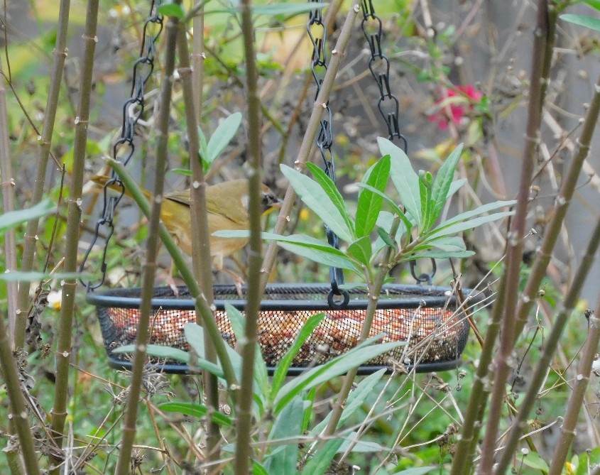 カオグロアメリカムシクイ - ML647290402